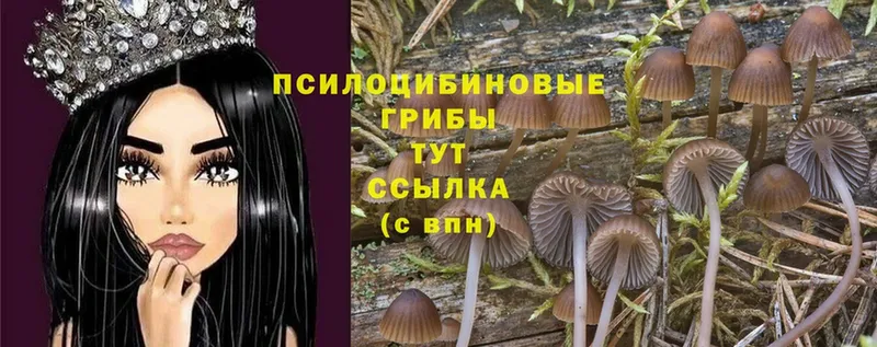 Галлюциногенные грибы Psilocybine cubensis Белореченск